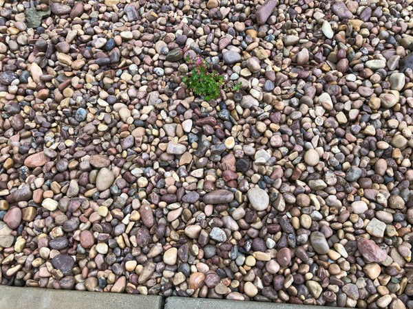 River Cobble 1" - 2" Landscape River Rock
