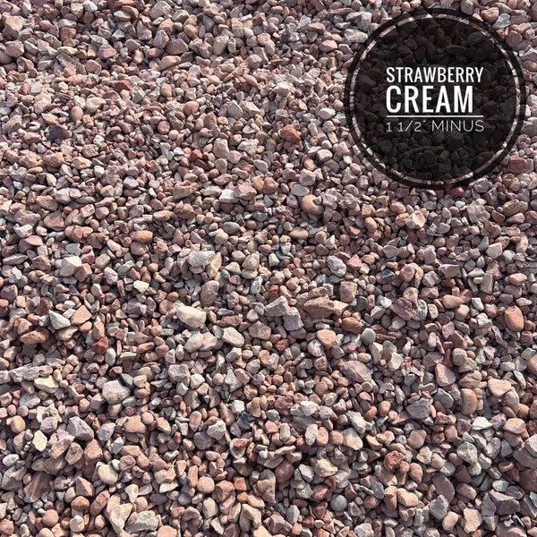 Strawberry Cream 1 1/2" Minus
