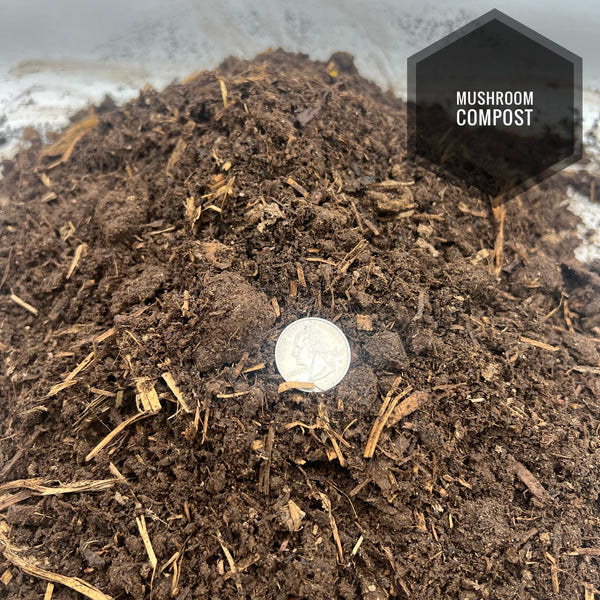 Compost Mushroom