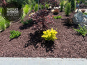 Chocolate Hardwood Mulch